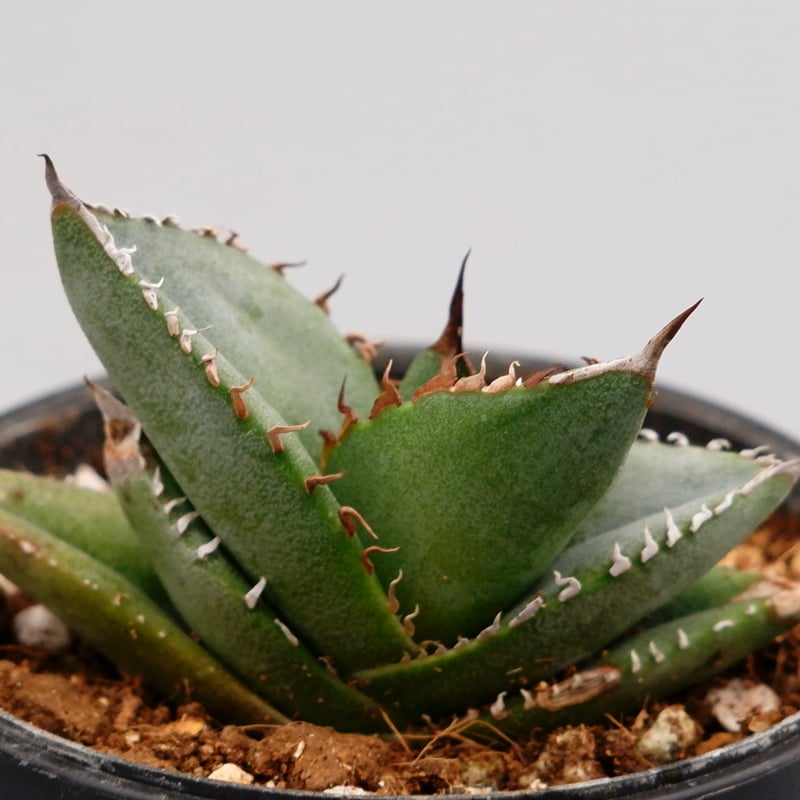アガベ オテロイ 実生株 Agave oteroi seeding 062 | Sunny