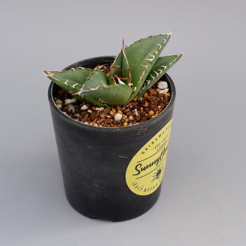 アガベ オテロイ 実生株 Agave oteroi seeding 069 | Sunny
