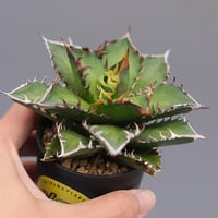 曲刺　八荒雷神 曲刺八雷（八荒殿×雷神 Agave macroacantha × potatorum）八荒雷神