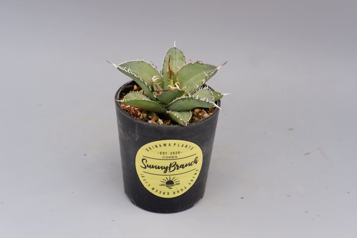 アガベ オテロイ 実生株 Agave oteroi seeding 076 | Sunny