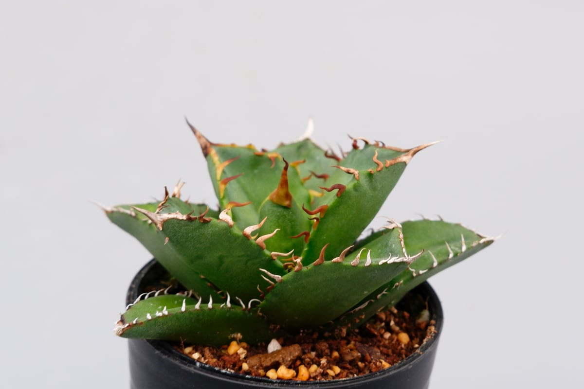 アガベ チタノタ 海王 Agave titanota 海王 004 | Sunny Branch
