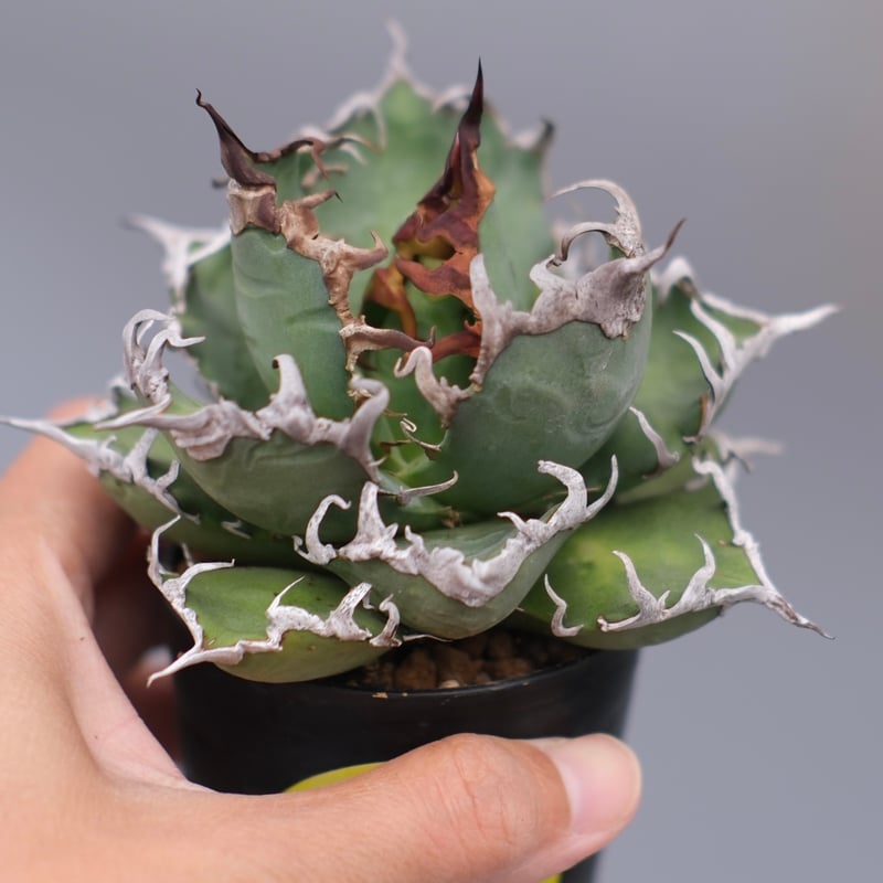 美株❗️ アガベ　チタノタ　シーザー　【5】 アガベ チタノタ シーザー Agave titanota caesar 184 | Sunny