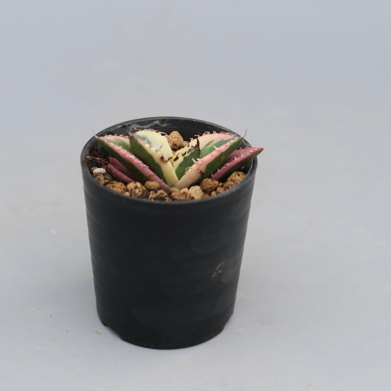 アガベ チタノタ スナグルトゥース Agave titanota Snaggle