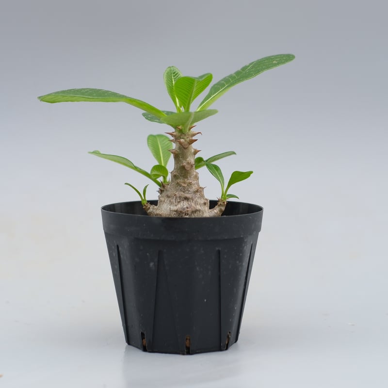 パキポディウム ウィンゾリー 実生株 040 Pachypodium windsorii |