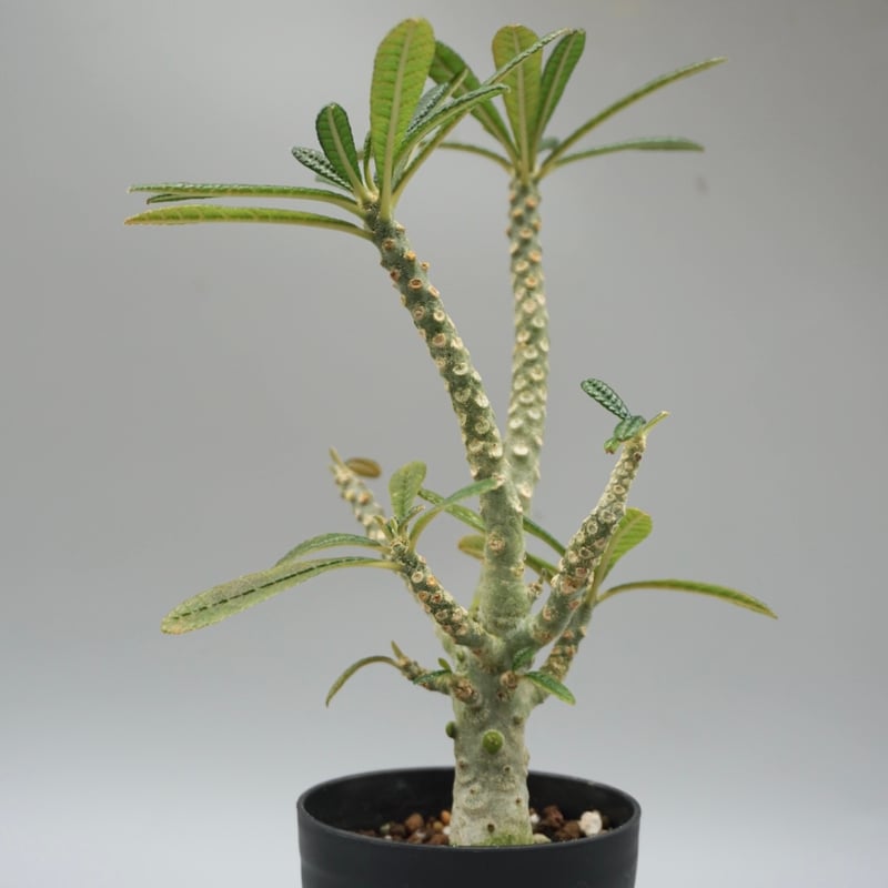 ドルステニア ギガス ドルステニア ギガス033 Dorstenia gigas | Sunny Branch
