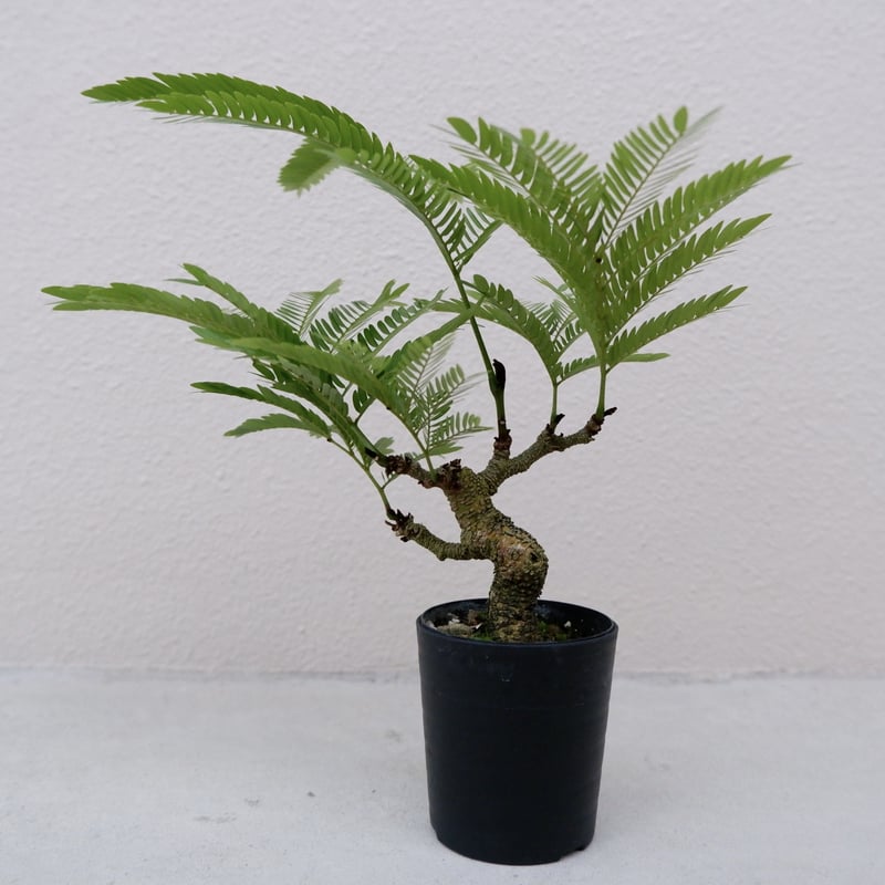 エバーフレッシュ 手乗りサイズ② | Sunny Branch