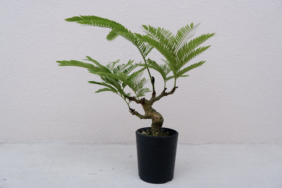 エバーフレッシュ　ミドルサイズ エバーフレッシュ 5号鉢植え の通販 | 園芸ネット