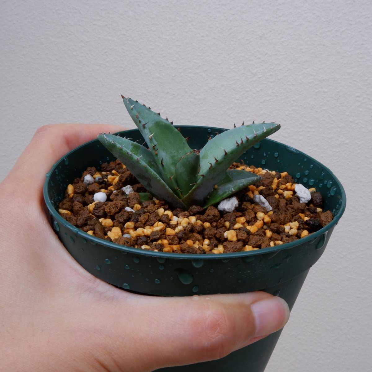 Agave titanota Blue チタノタ ブルー 実生株005 | Sunny Branch Agave titanota Blue チタノタ ブルー 実生株005 | Sunny Branch