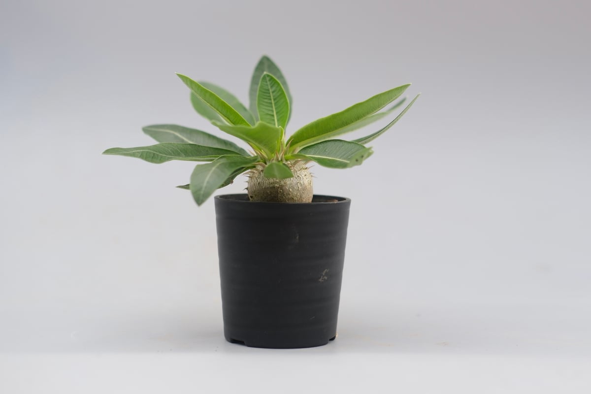 パキポディウム エニグマチカム 実生株 Pachypodium enigmaticum 011