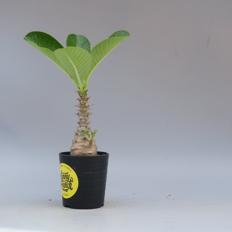 国内実生株 パキポディウム ウィンゾリー② パキポディウム ウィンゾリー 実生株 056 Pachypodium windsorii |