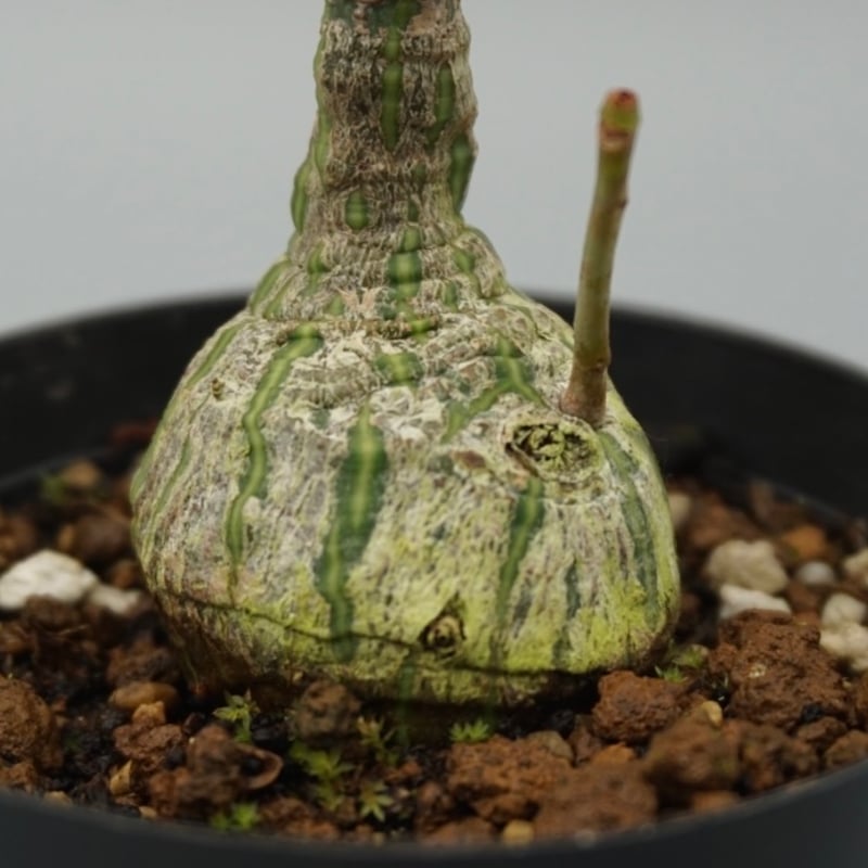 まんまる型 プセウド ボンバックス 048 Pseudobombax ellipticum |