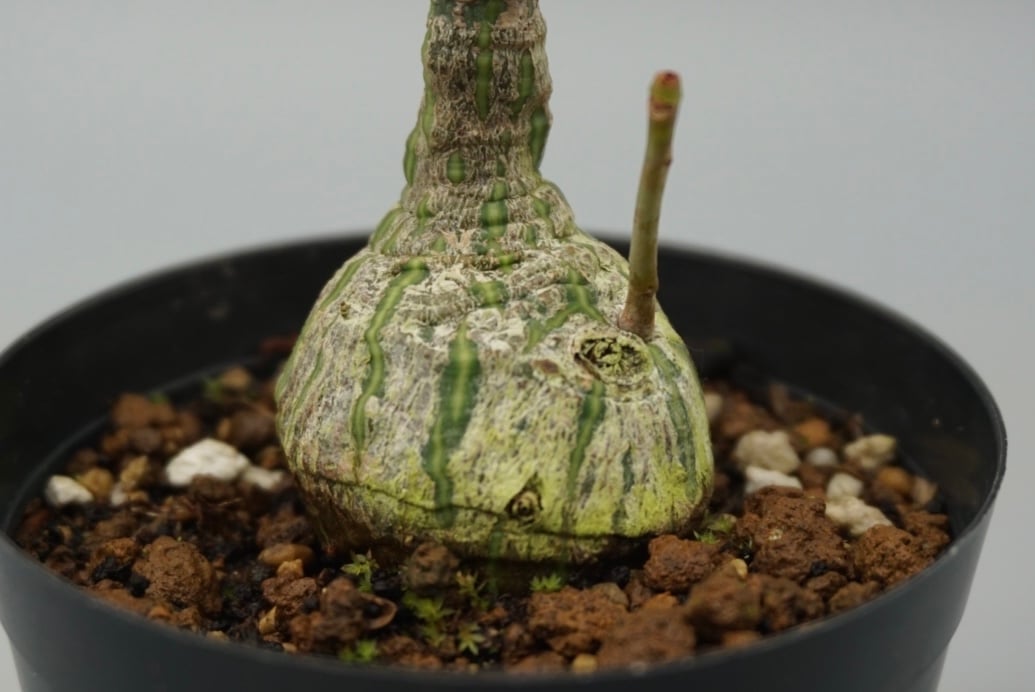 まんまる型 プセウド ボンバックス 048 Pseudobombax ellipticum |