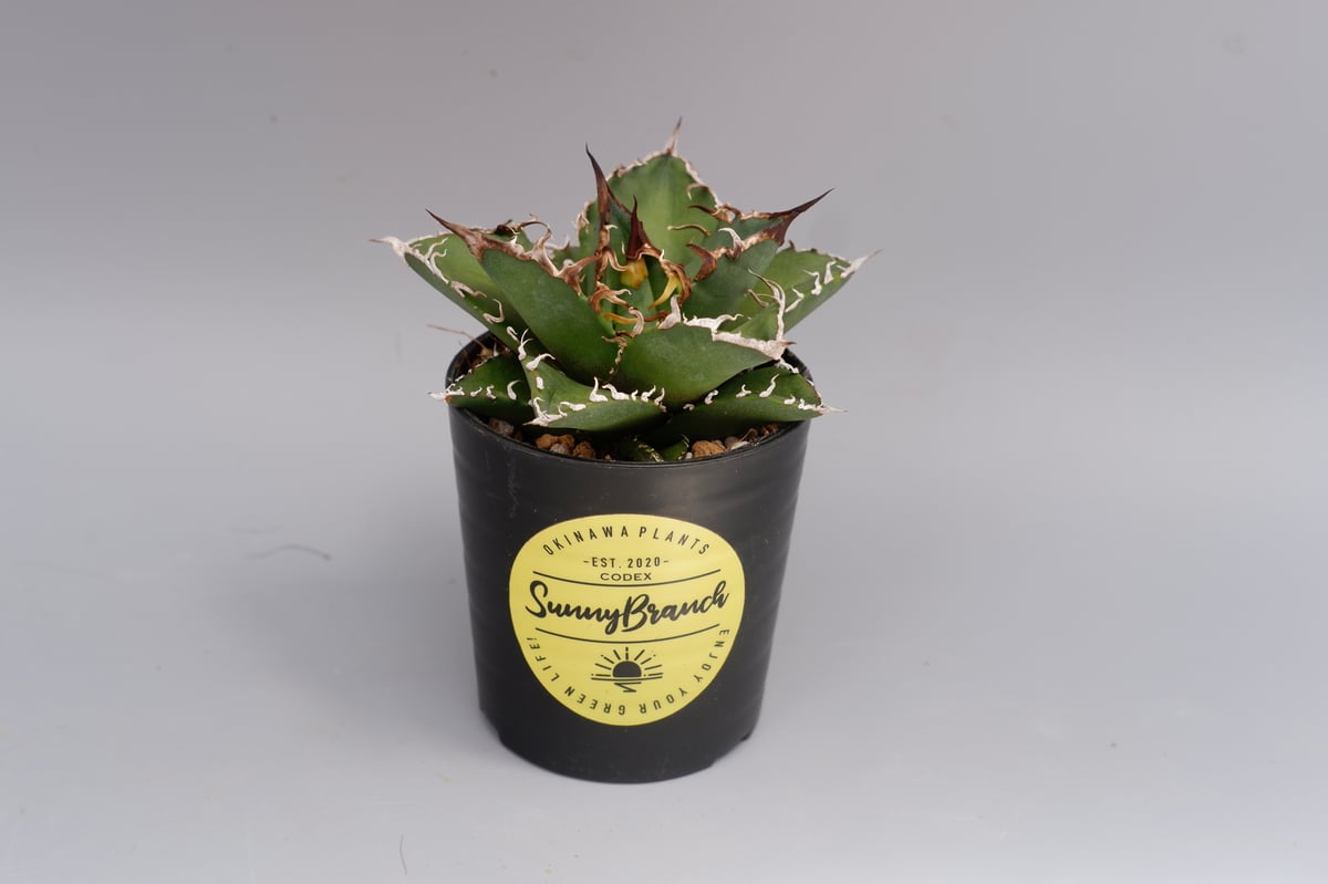 アガベ チタノタ シーザー Agave titanota caesar 132 | Sunny