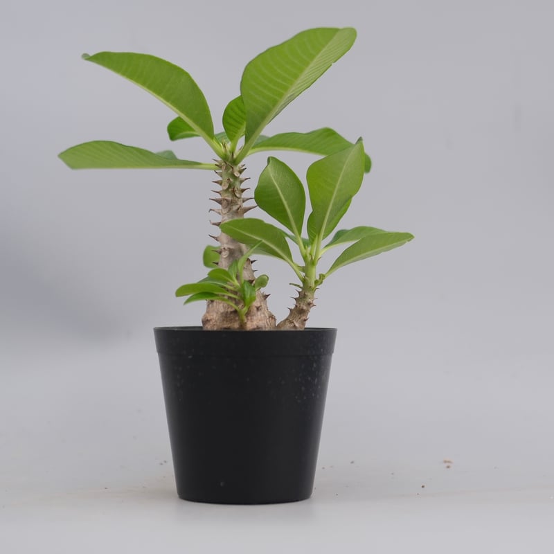 パキポディウム・ウインゾリー実生② Pachypodium Windsorii plants250522u30_4-247x296.jpg