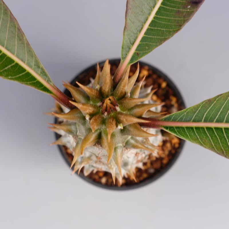 パキポディウム バロニー実生株020 Pachypodium baronii 脇芽あり | S
