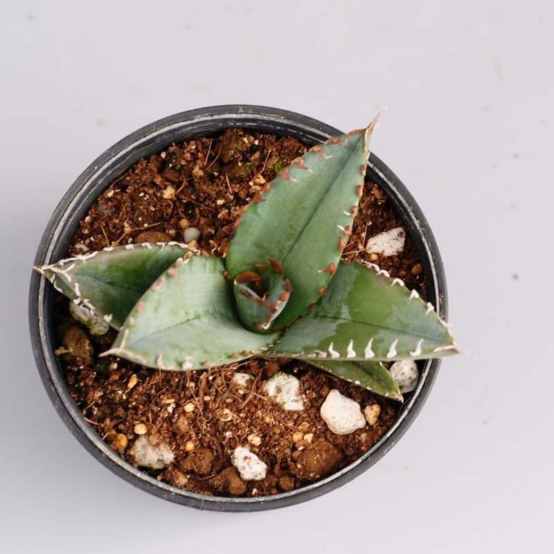 アガベ オテロイ 実生株 Agave oteroi seeding 050 | Sunny アガベ オテロイ 実生株 Agave oteroi seeding 050 | Sunny