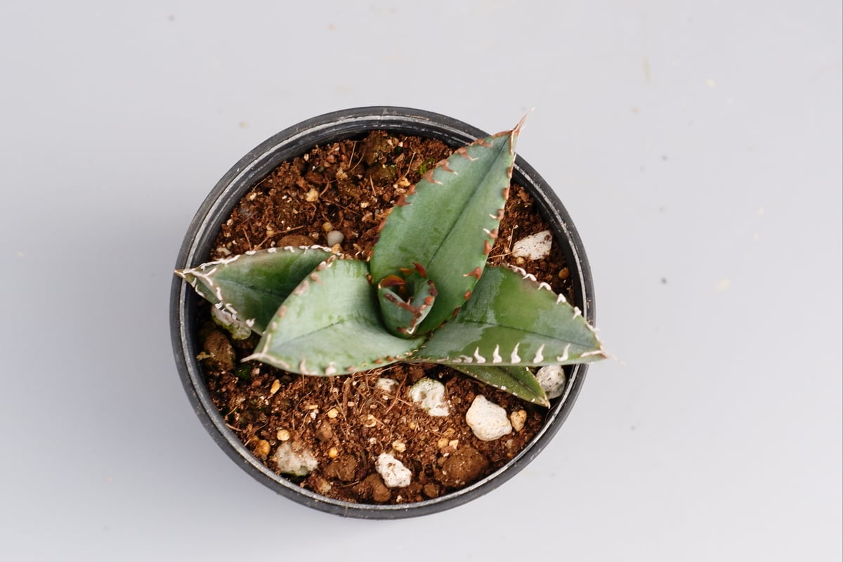 アガベ オテロイ 実生株 Agave oteroi seeding 050 | Sunny アガベ オテロイ 実生株 Agave oteroi seeding 050 | Sunny