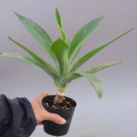 アテナータ | STORES