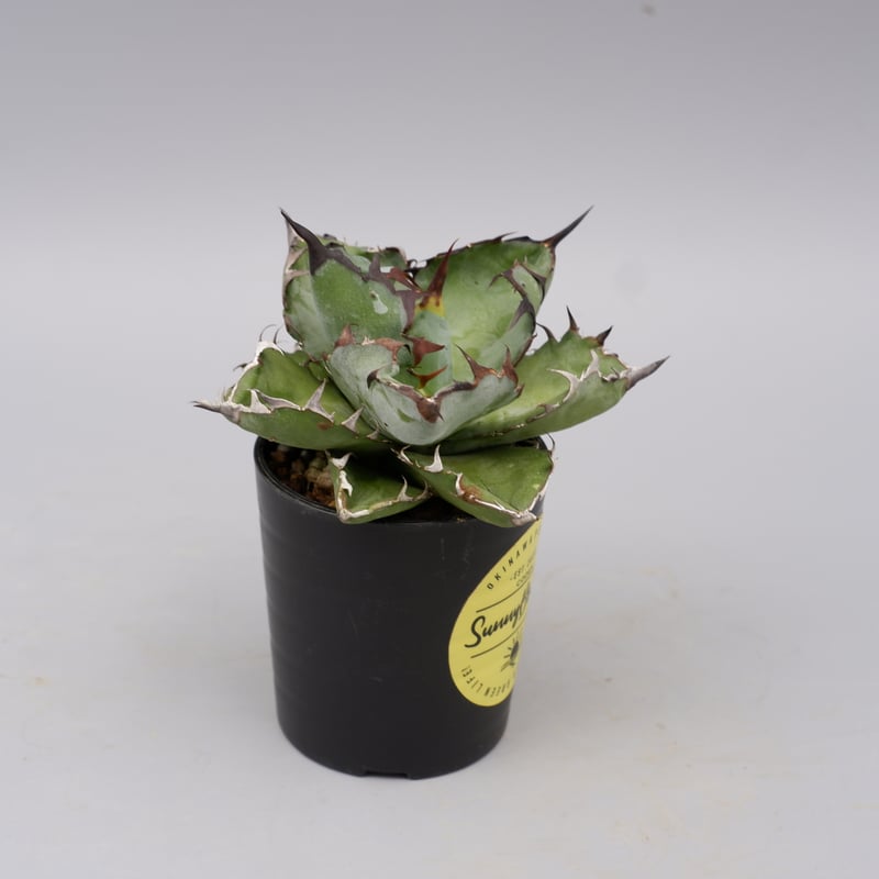 アガベ チタノタ ブラックアンドブルー Agave titanota BB 091 | Sun