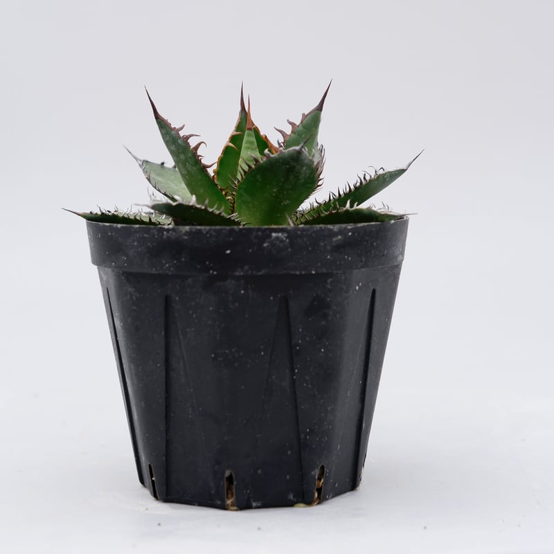 アガベ ホリダ 005 Agave horrida 強棘 | Sunny Branch