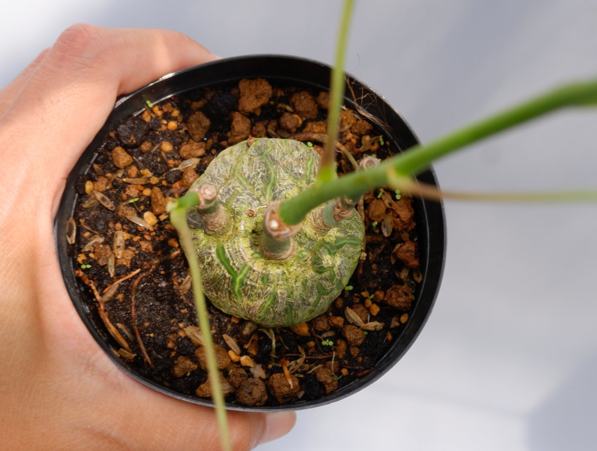 まんまる型 プセウド ボンバックス 028 Pseudobombax ellipticum |