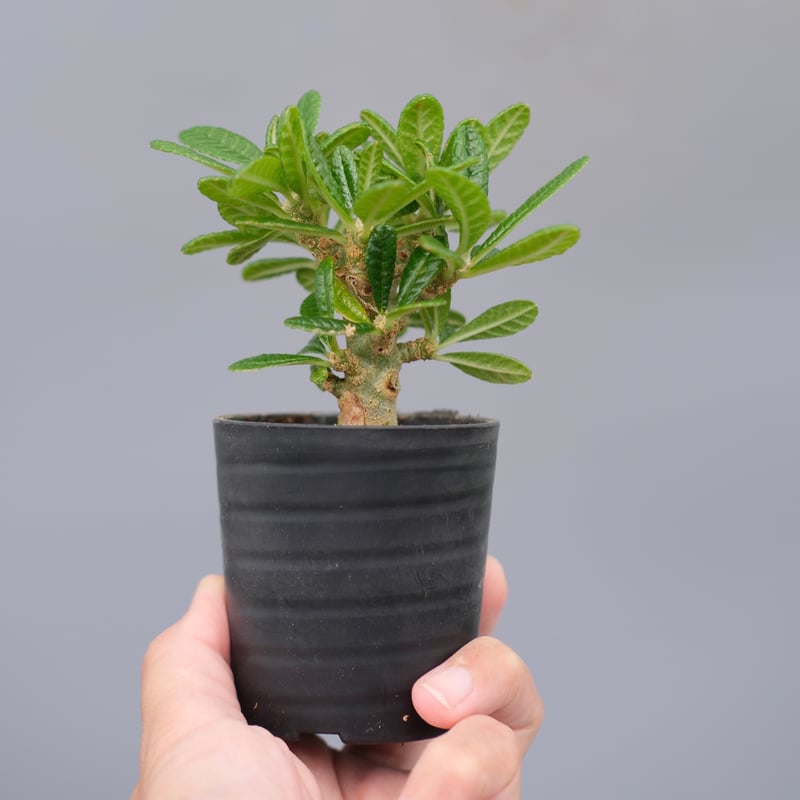 ドルステニア ギガス044 Dorstenia gigas | Sunny Branch