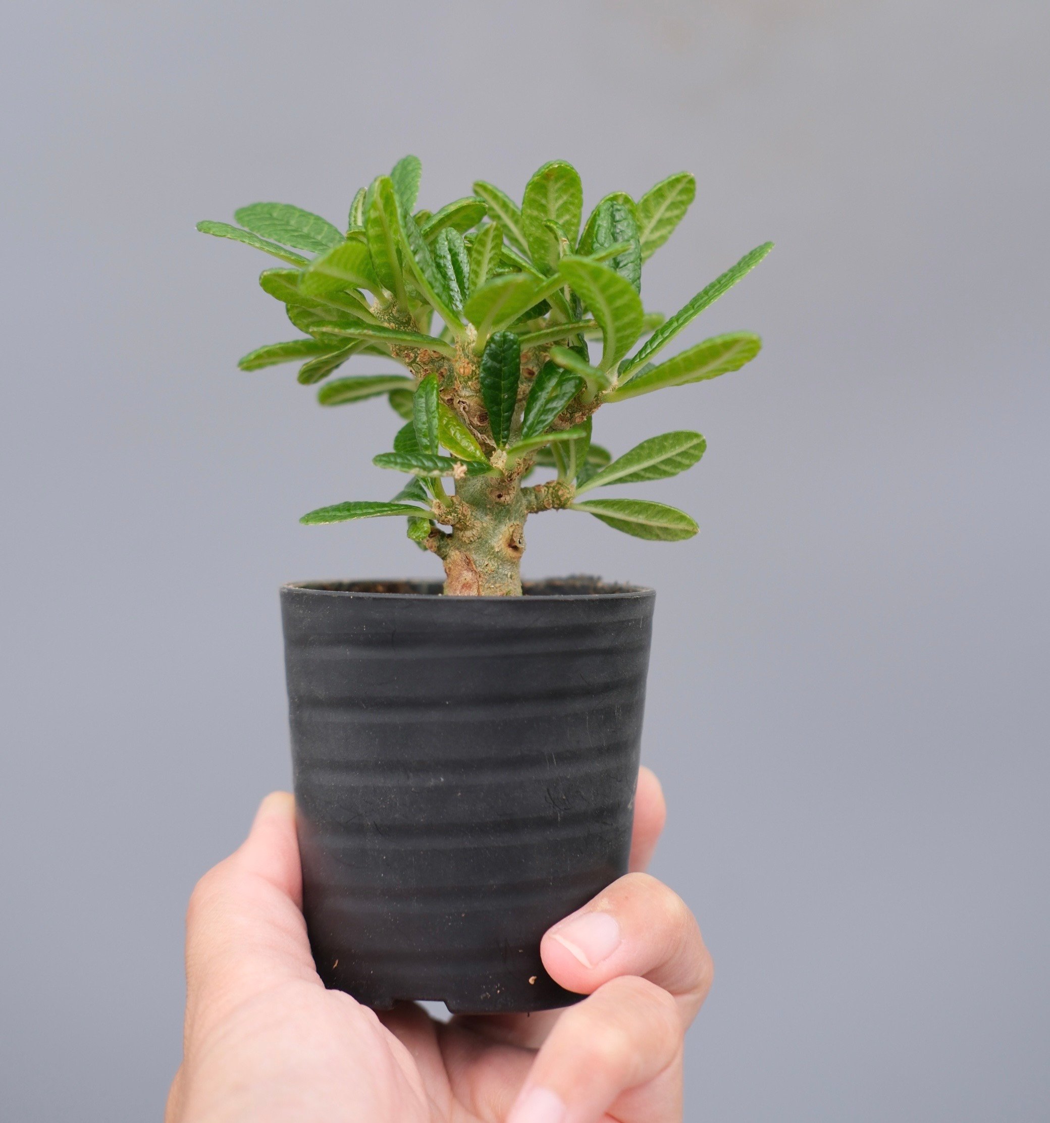 ドルステニア ギガス044 Dorstenia gigas | Sunny Branch