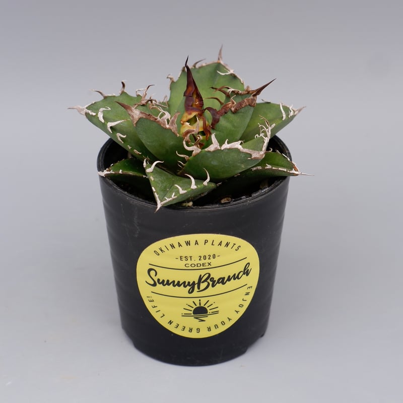 アガベ チタノタ シーザー Agave titanota caesar 125 | Sunny