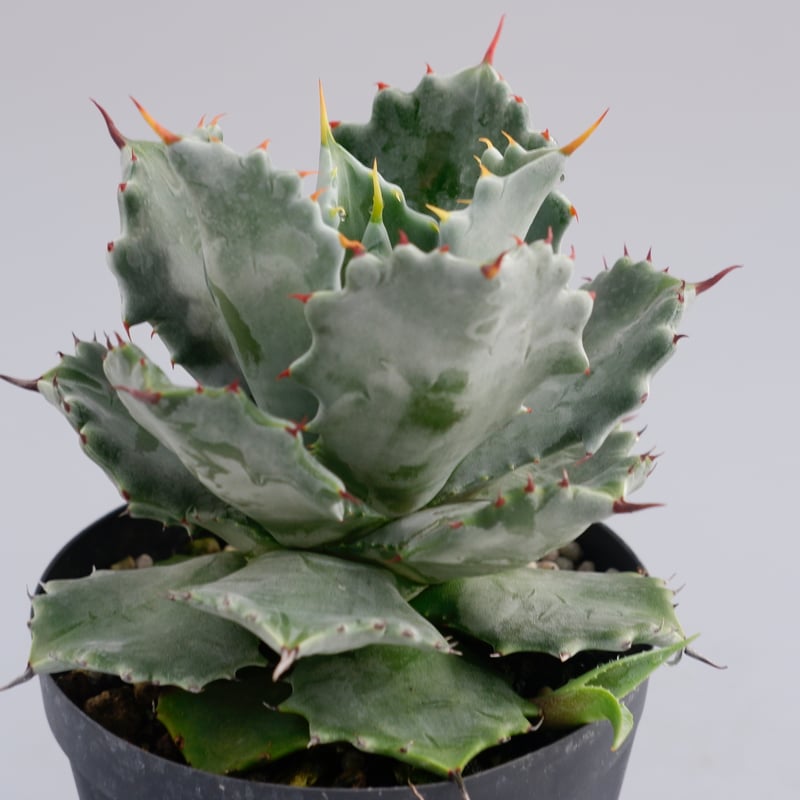 アガベ イシスメンシス 白玉 レア 子株 アガベ イシスメンシス ' 王妃