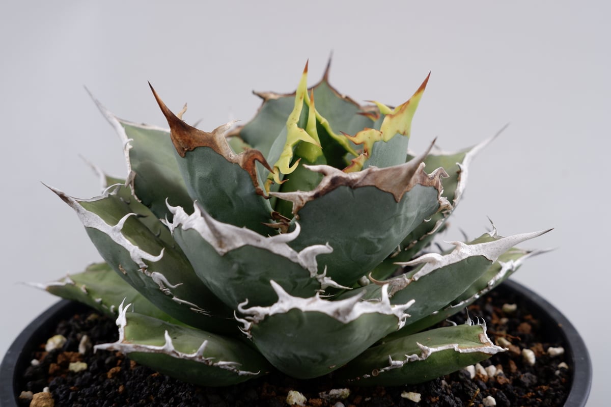 アガベ チタノタ 烈焔 001 Agave titanota 烈焔 | Sunny Branch アガベ チタノタ 烈焔 001 Agave titanota 烈焔 | Sunny Branch