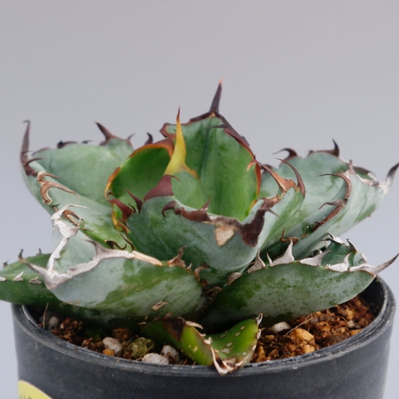 アガベ チタノタ ブラックアンドブルー Agave titanota BB 066 | Sun