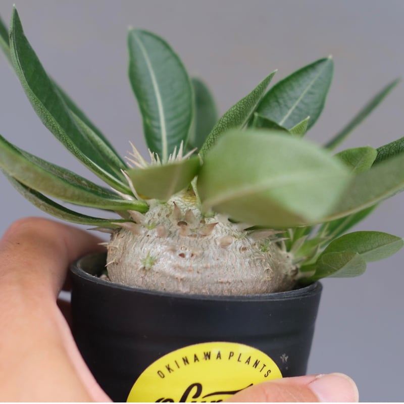パキポディウム エニグマチカム 実生株 Pachypodium enigmaticum 013