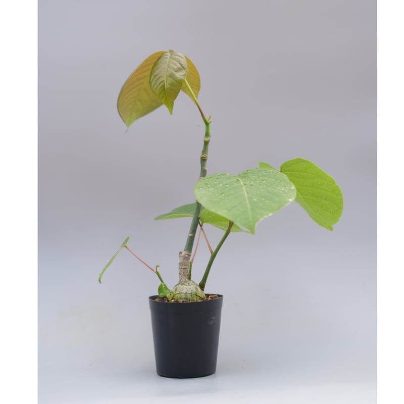 まんまる型 プセウド ボンバックス 049 Pseudobombax ellipticum |