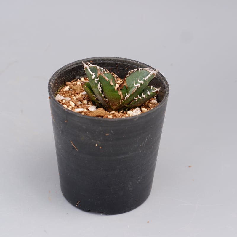 アガベ オテロイ 実生株 Agave oteroi seeding 089 | Sunny
