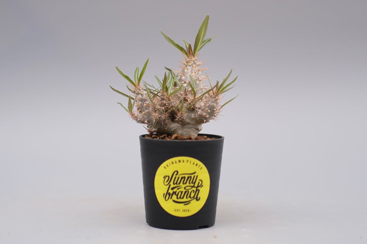 パキポディウム カクチペス 実生株 023 Pachypodium cactipes | Su