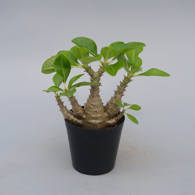 パキポディウム ウィンゾリー 実生株 075 Pachypodium windsorii |
