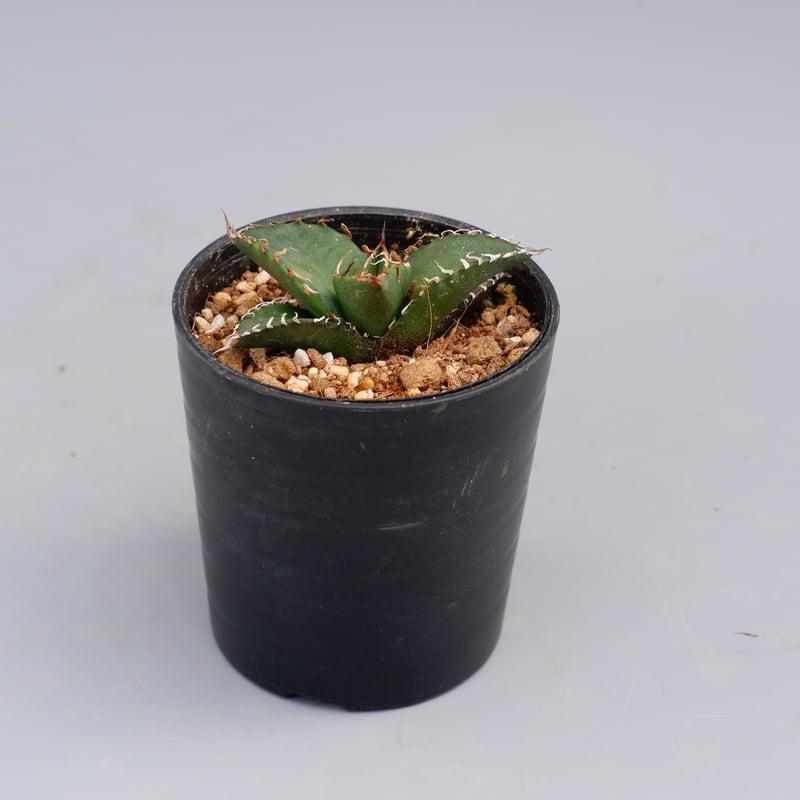アガベ チタノタ シーザー Agave titanota caesar 098 | Sunny