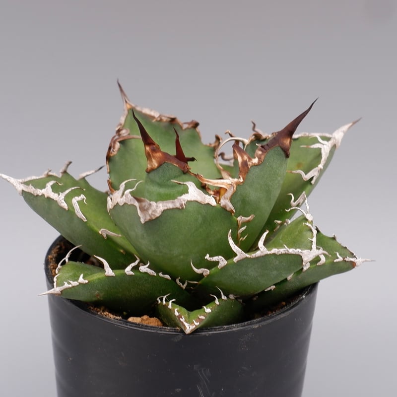 アガベ チタノタ シーザー Agave titanota caesar 115 | Sunny