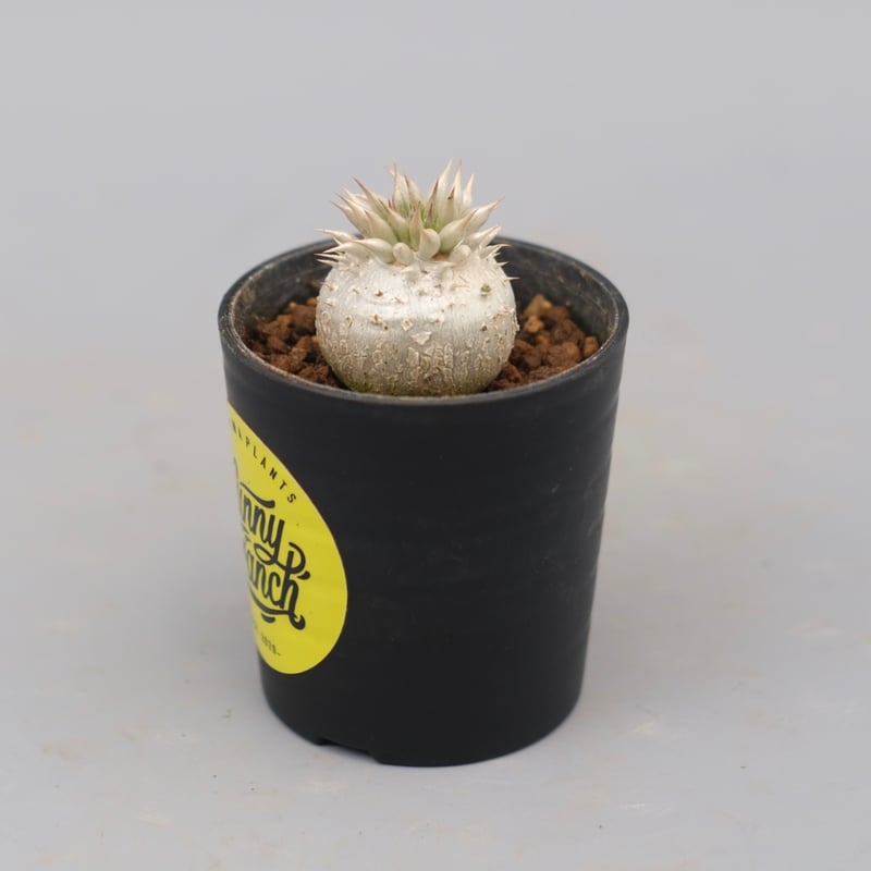 パキポディウム エニグマチカム 実生株 Pachypodium enigmaticum