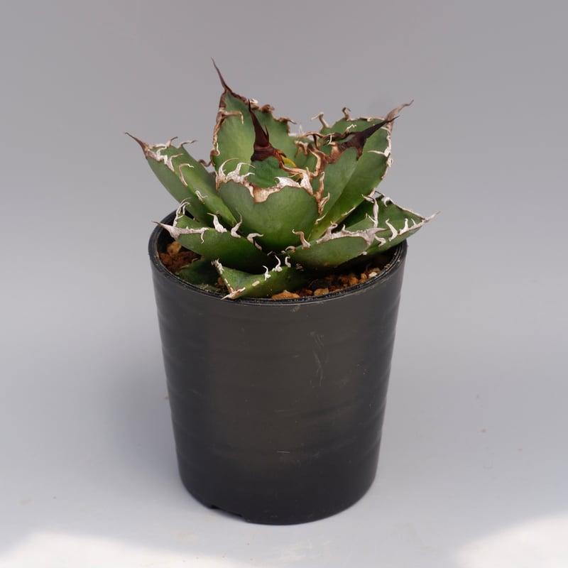 アガベ チタノタ シーザー Agave titanota caesar 136 | Sunny