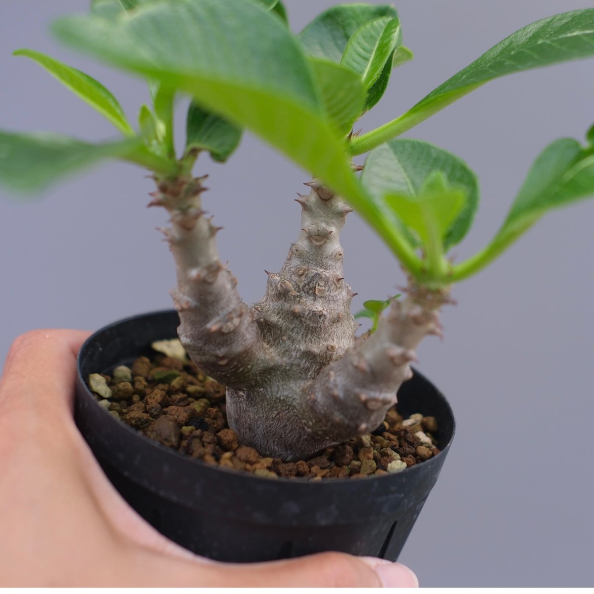 パキポディウム ウィンゾリー 実生株 045 Pachypodium windsorii |