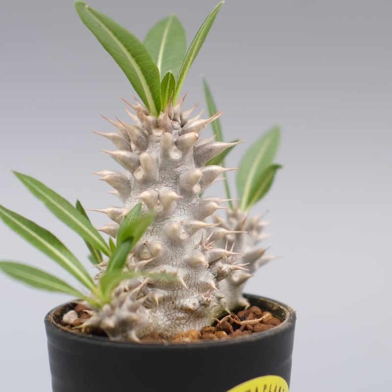 パキポディウム ホロンベンセ 実生株 004 Pachypodium horombense |