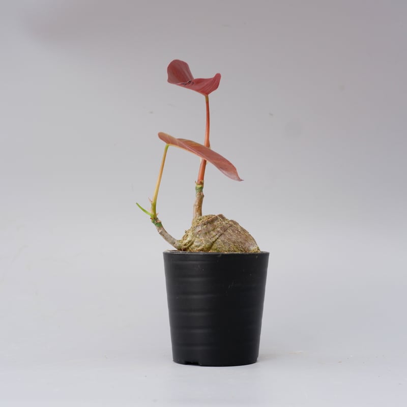 プセウド ボンバックス 012 Pseudobombax ellipticum | Sunny