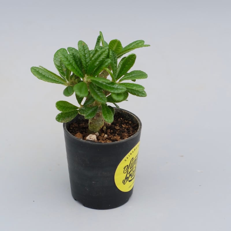 ドルステニア ギガス044 Dorstenia gigas | Sunny Branch