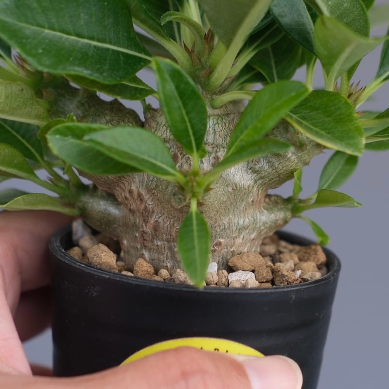 パキポディウム ウィンゾリー 実生株 096 Pachypodium windsorii |