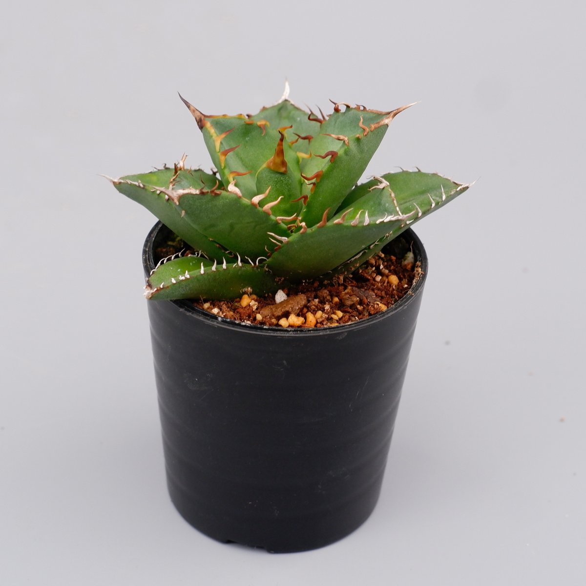 アガベ チタノタ 海王 Agave titanota 海王 004 | Sunny Branch