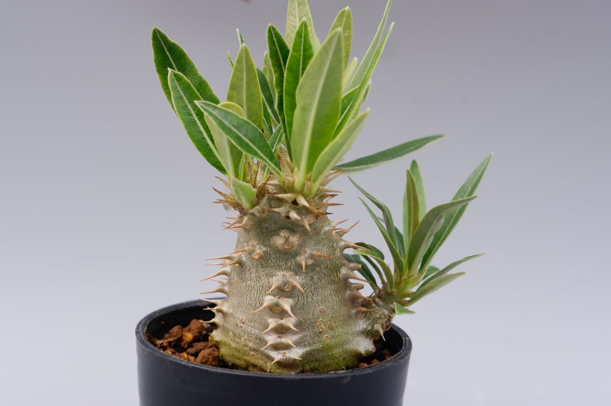 パキポディウム カクチペス 実生株 013 Pachypodium cactipes | Su