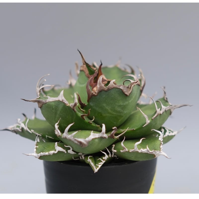 agave titanota Caesar アガベ　チタノタ　シーザー　親株 アガベ チタノタ シーザー / Agave titanota 'Caesar' #7 | Du