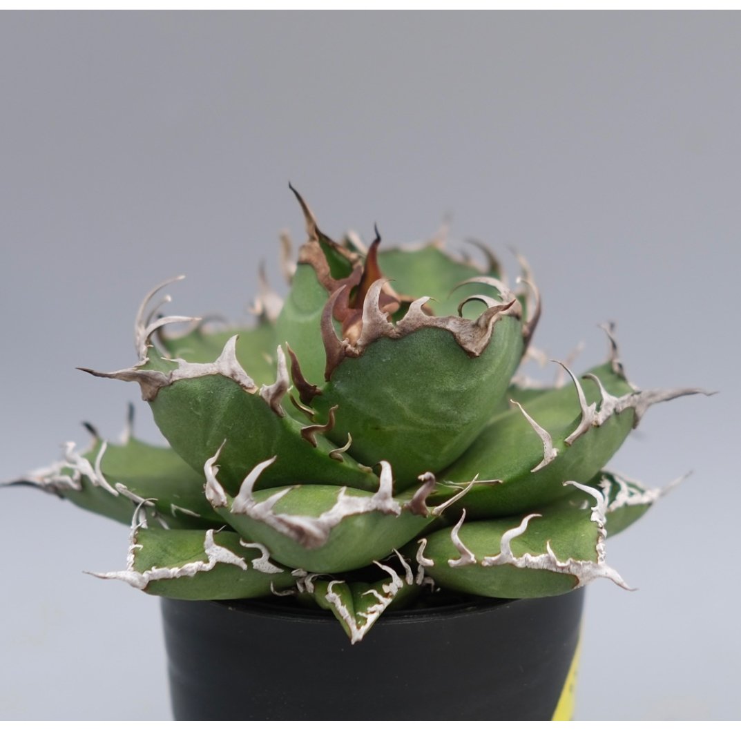 アガベ チタノタ シーザー Agave titanota caesar 169 | Sunny
