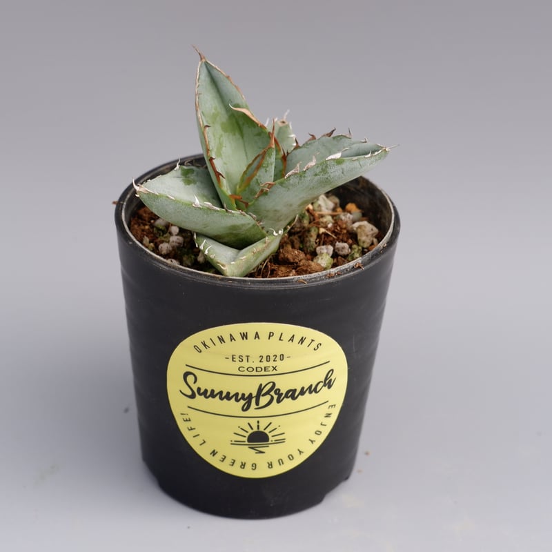 アガベ オテロイ 実生株 Agave oteroi seeding 027 | Sunny アガベ オテロイ 実生株 Agave oteroi seeding 027 | Sunny